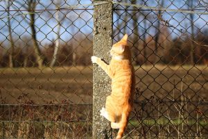 cat fence