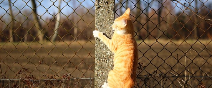 cat fence