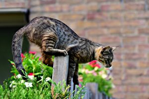 cat on a fence