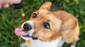 CBD pet treats