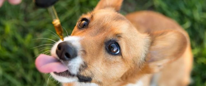 A Guide to Finding the Best CBD for Your Pets