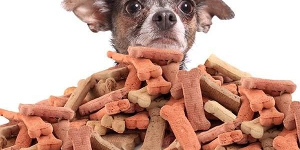 Healthy Dog Treat Options