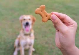 treats for dogs