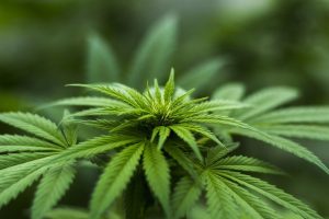 cannabis -weed