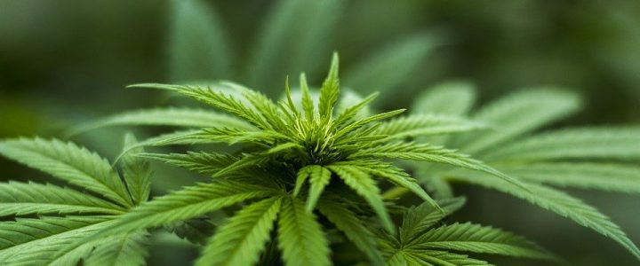 cannabis -weed