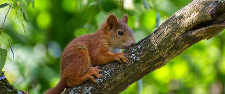 Natural and Humanely Ways to Keep Squirrels at Bay